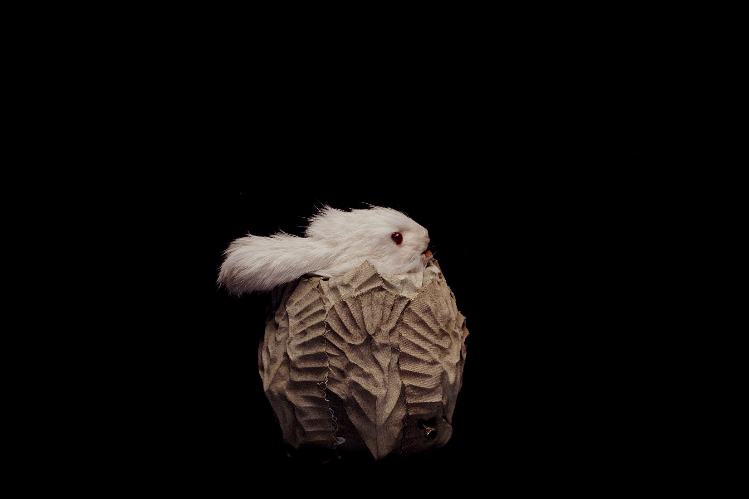Hase im Kohlkopf