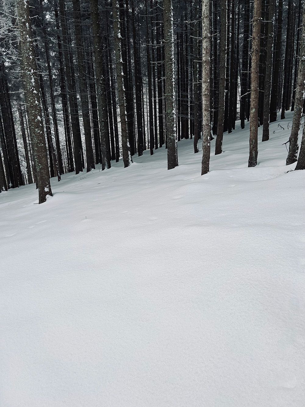 Wald mit Schnee